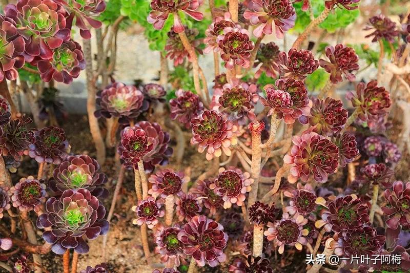 哪些多肉适合养老桩?多肉老桩摆窗台最精致了,看一眼就忘不了