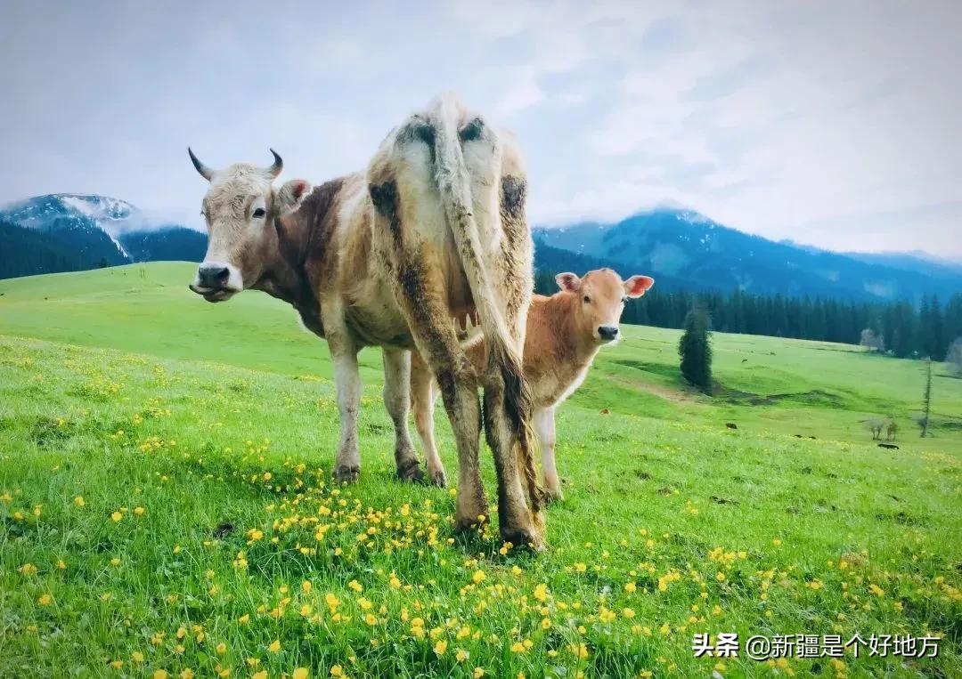 那拉提骑行登高大赛,那拉提花式骑行登高