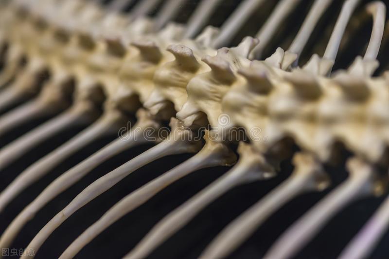 为什么蛇性本淫,为什么蛇本性为淫