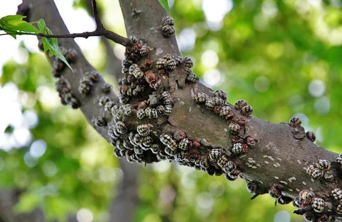 如何防治大球蚧,大球蚧怎么防治