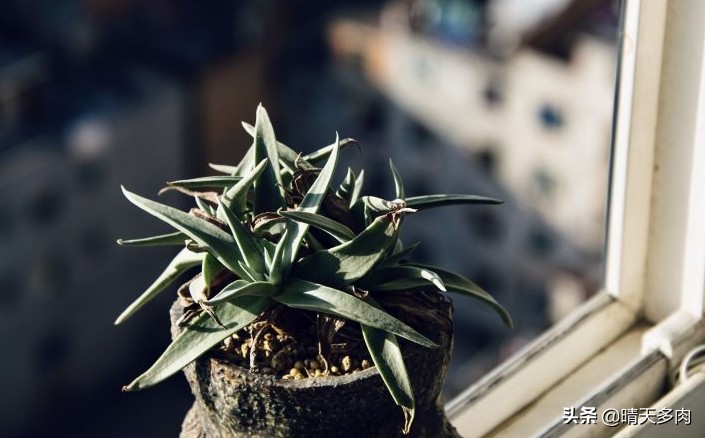 多肉仙女杯繁殖,多肉仙女杯如何快速服盆