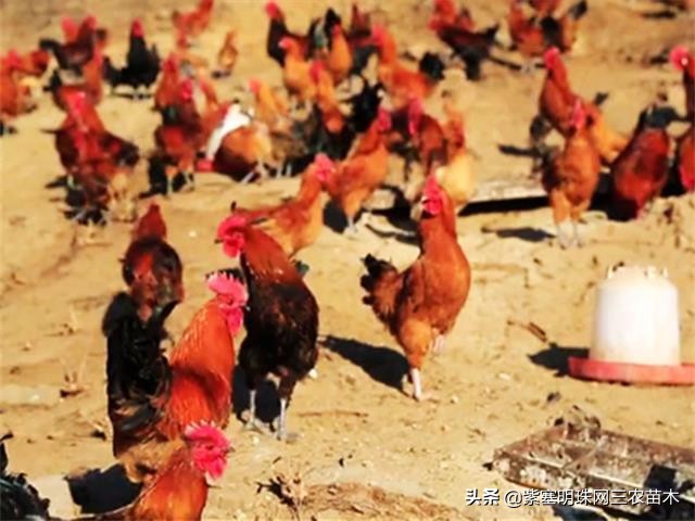 承德德润祥家庭农场,承德市德润祥家庭农场