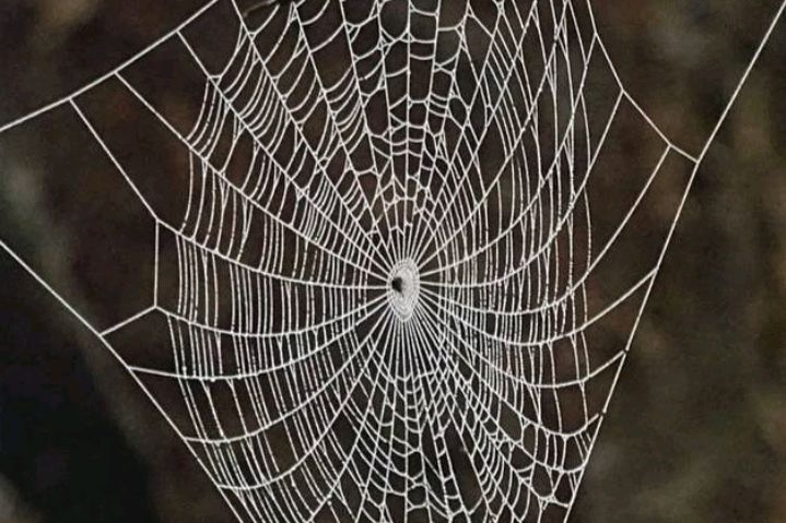 凡是蜘蛛都能吐丝织网,蜘蛛怎么吐丝织网的