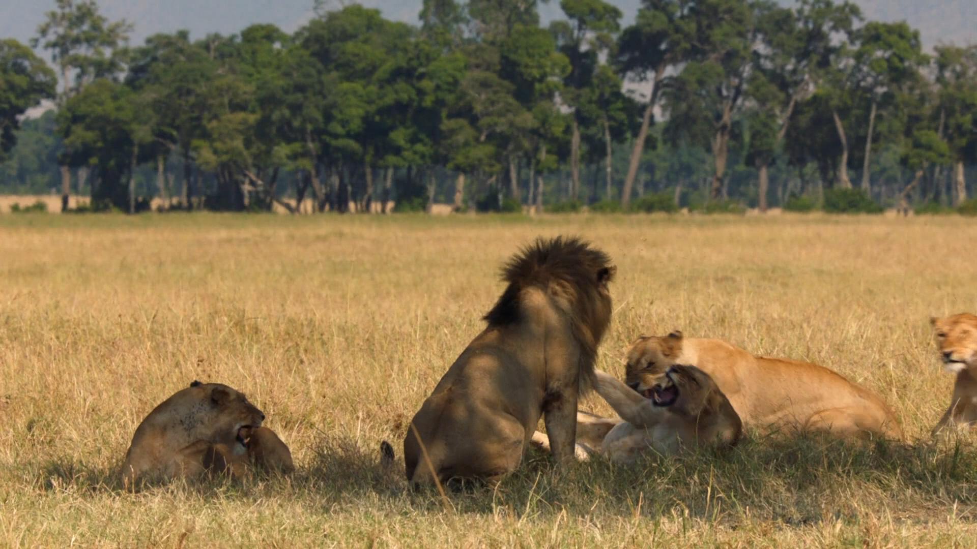 精心推荐的48部纪录片,王朝纪录片5集全bbc