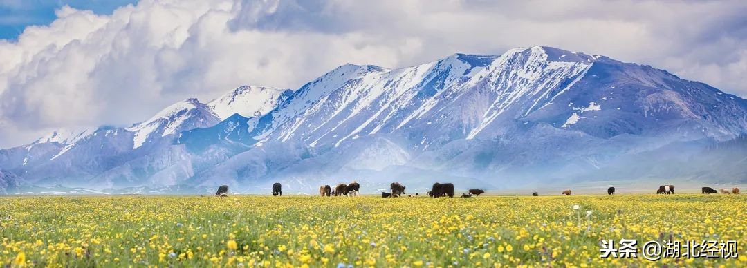 为了回报湖北人，这个身价8万的*疆新**特产给出亲情价，手慢无！