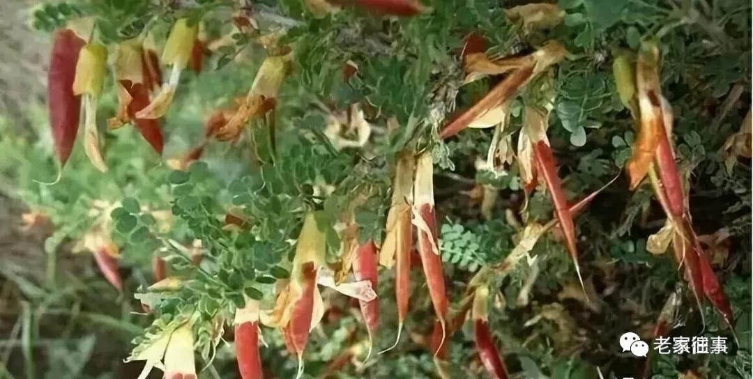 老家的印象和往事 (老家的印象介绍)