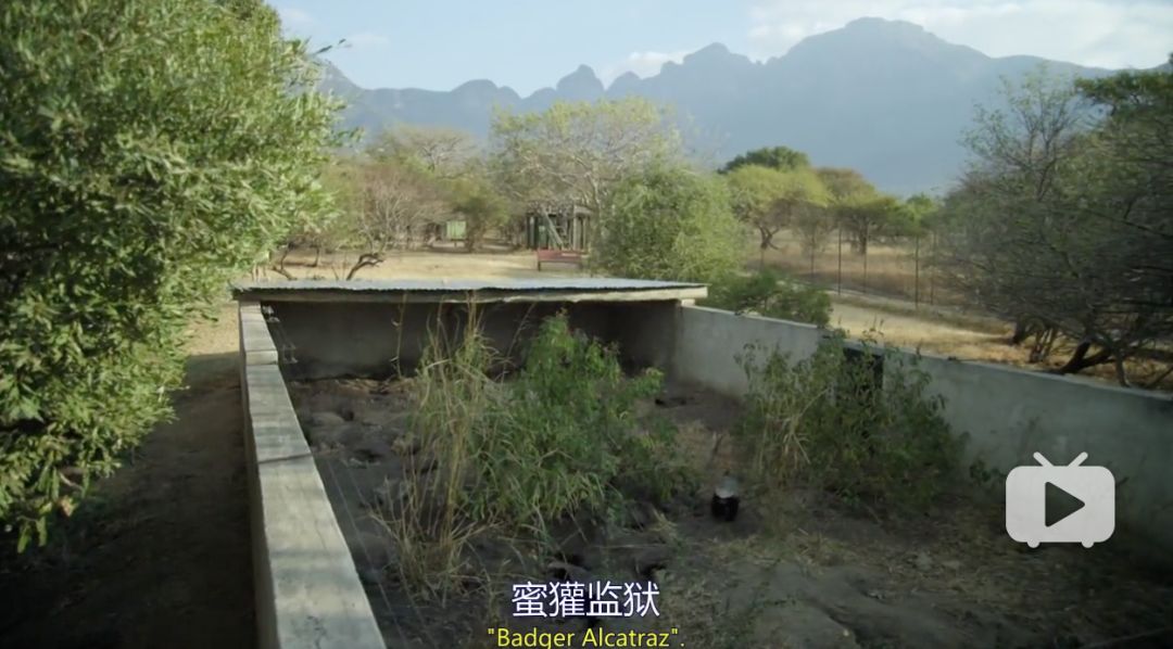 你们吃的野味蜜獾，居然是称霸非洲的平头哥