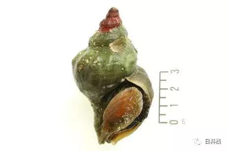 峨螺是什么,厚重峨螺