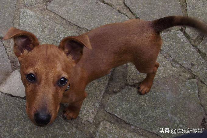 十种好养的宠物狗品种,100种可爱的狗