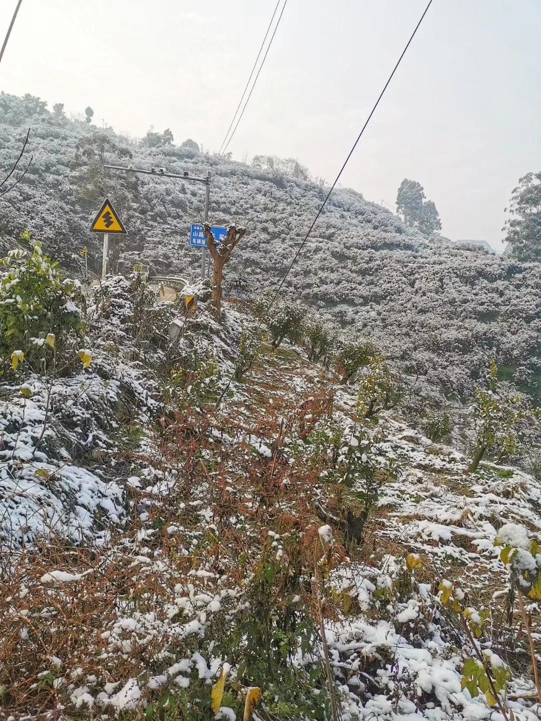 柑橘防冻措施方案,柑橘防冻害的措施