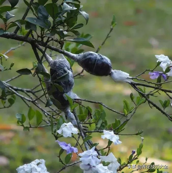 花卉繁殖有哪些常用方法,常见花卉的主要繁殖方法