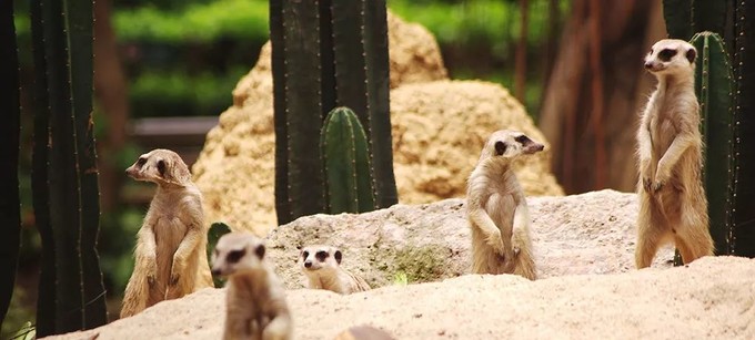 广州长隆野生动物世界的奇幻之旅,番禺长隆野生动物园1天旅游攻略