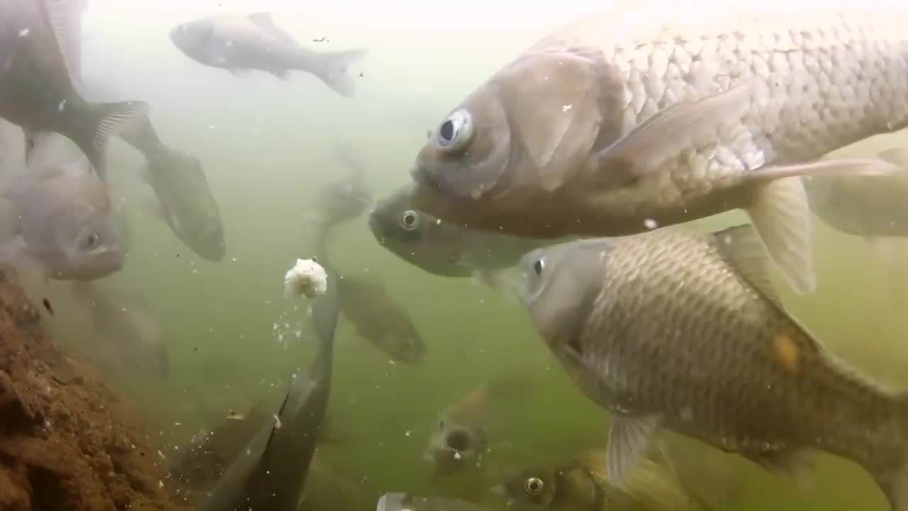 各类鱼吃饵方式,如何大几率让鱼吃钩饵