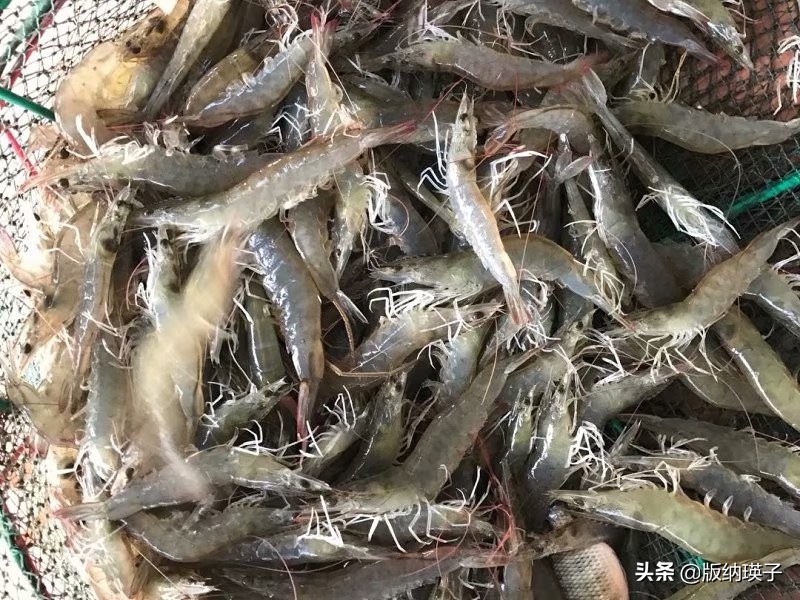 这3个诀窍大虾鲜嫩无腥味,生呛大虾的正确方法