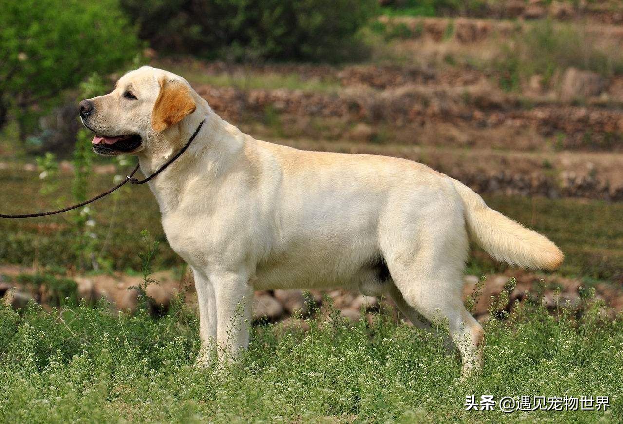 拉布拉多犬训练大小便,拉布拉多拉尿训练方法