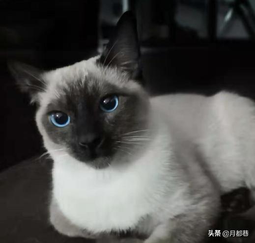 暹罗猫怎么养才是正确的,暹罗猫怎么养才能养好