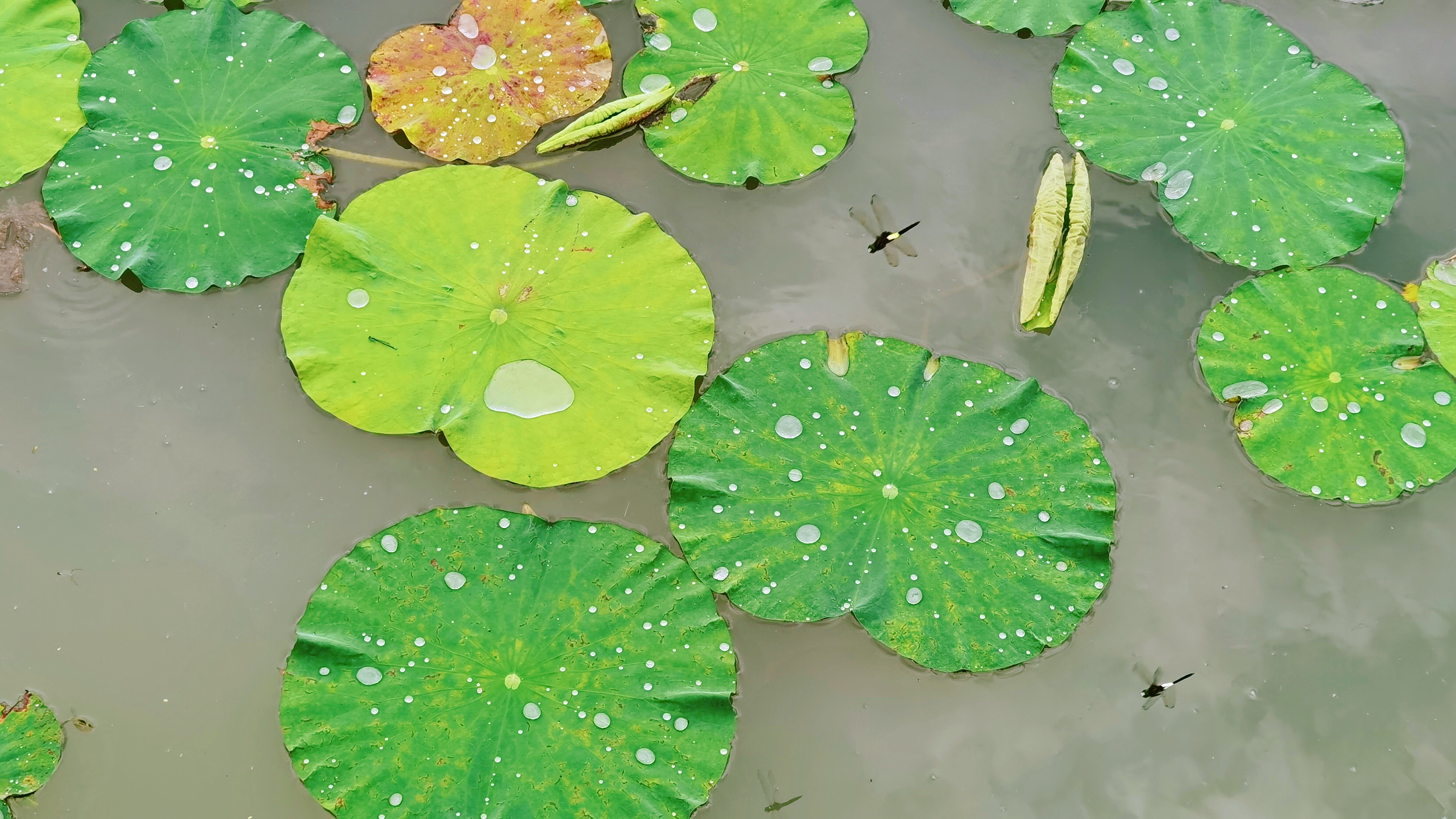扬州体验江南水乡,感受扬州老城区的慢生活