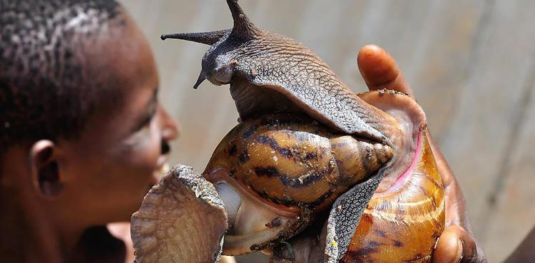 非洲流传已久的神奇巫术，治疗伤口只需蚂蚁缝合，专家：不可思议