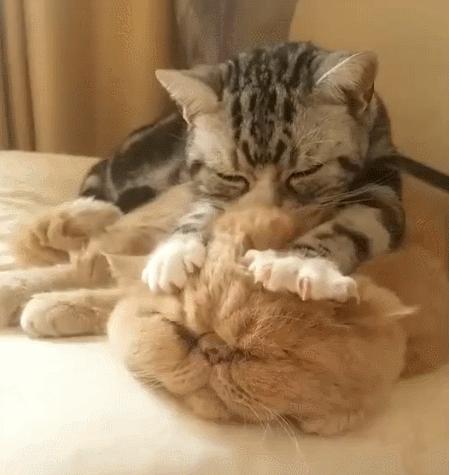 猫咪怎么教小猫咪踩奶,为什么猫咪学不会上马桶