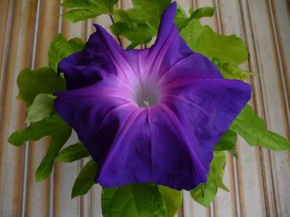 牵牛花到处游,牵牛花随便种