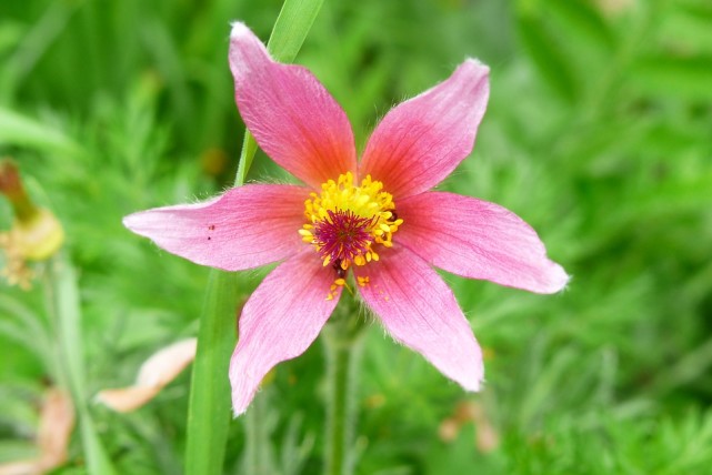 十二星座中谁最容易喜欢上白羊,十二星座复合指南白羊金牛