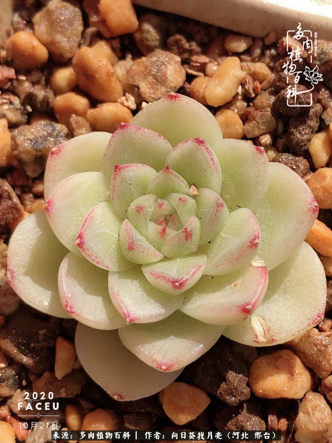 耐高温适合露养的多肉,冬日的露养多肉