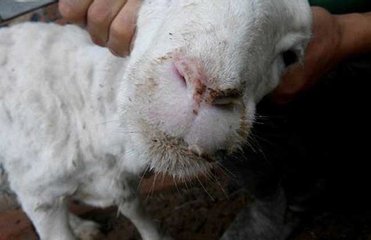 羊口疮怎么防治最有效,羊口疮快速治疗方法