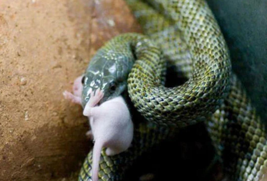 为何蛇类不怕雄黄粉了？蛇最怕什么？这就来解释原因