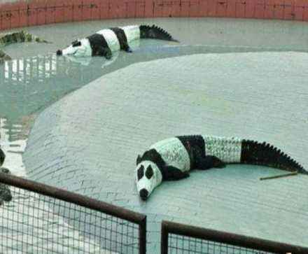 国外拿这些动物cos大熊猫！租不到大熊猫，外国人也有办法！