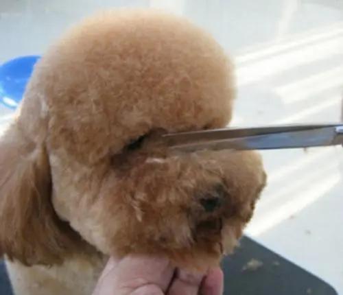 猫咪有泪痕是不是吃咸的了,狗狗吃咸的有泪痕