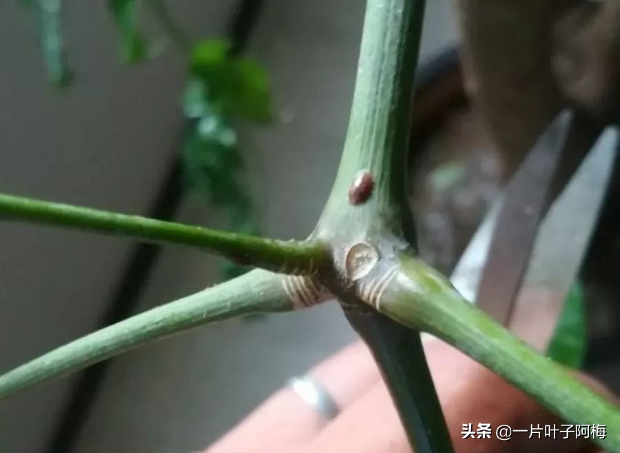 5个植物最招财,能开花又好养的植物又有寓意