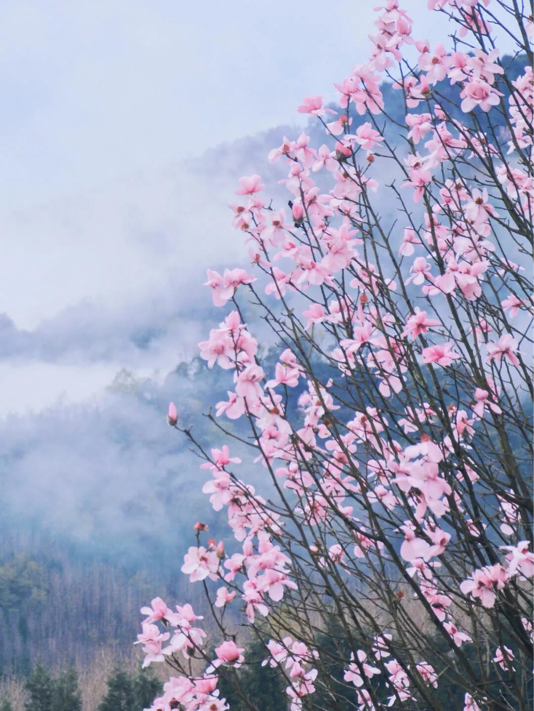 李子柒家乡成旅游景点,李子柒乡愁