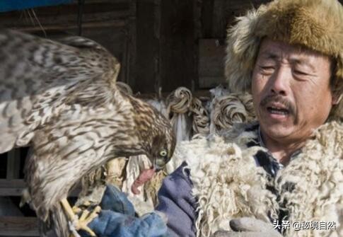 熬鹰是什么意思，最残忍的驯化方式，人与猎鹰都不睡觉意志对抗