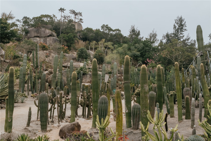 厦门旅游攻略两天两夜详细攻略,厦门旅游攻略一日游详细攻略