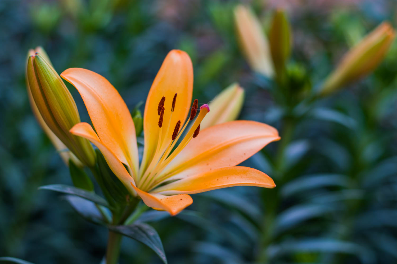 佳能eos77d单反相机机身,佳能eos77d对比苹果手机