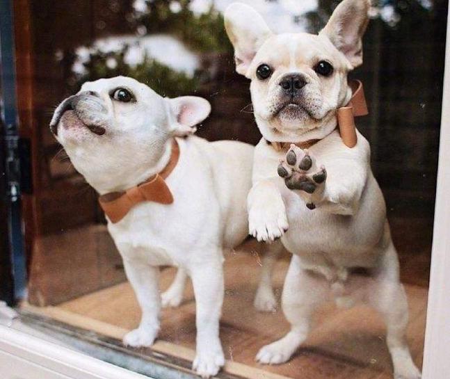 狗界体味严重的几种狗你知道几个,小型犬不掉毛无体味的狗排名