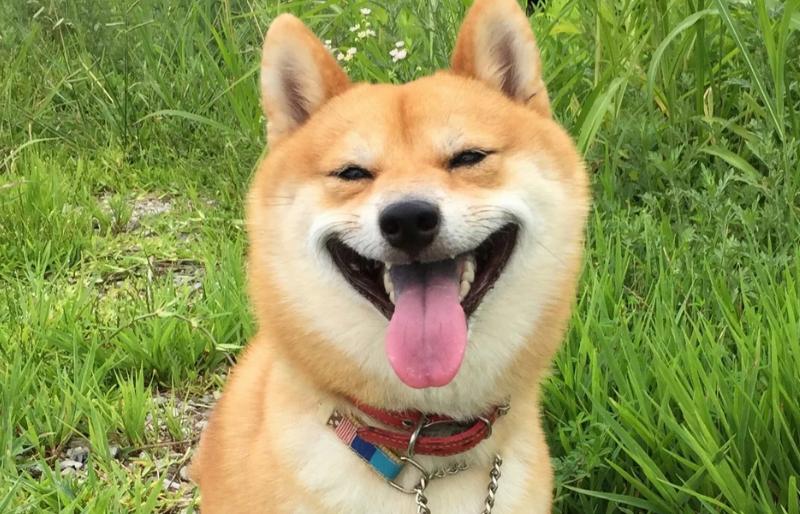 狗狗拉黄色稀屎怎么治疗,狗狗拉糊状屎怎么回事