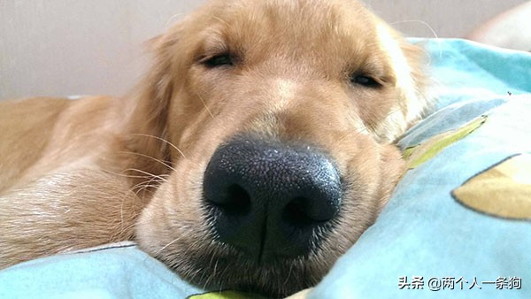 狗狗怎么预防脓皮病复发,防止狗狗皮癣病的方法