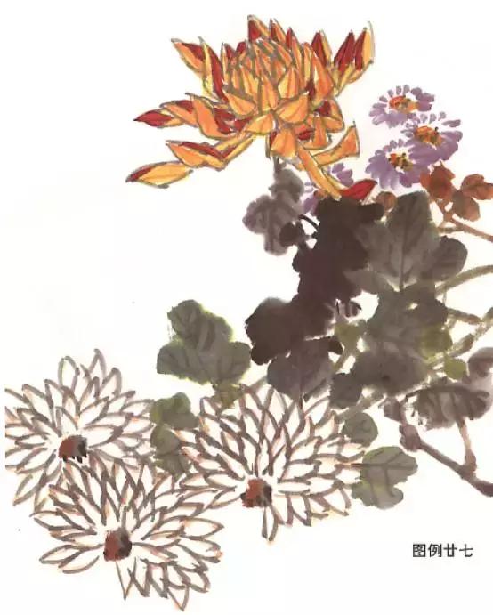 菊花国画入门简单教程,国画菊花画法技法教程