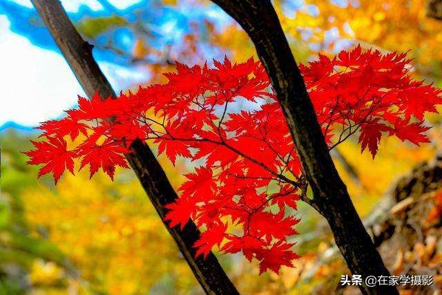 拍的红叶视频怎么调,拍的红叶视频