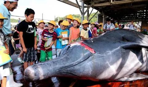 北海布氏鲸视频,广西北海布氏鲸图片