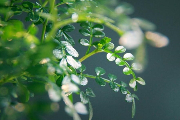 清香木叶子发黄掉叶怎么办,清香木掉叶子叶子上有油怎么回事