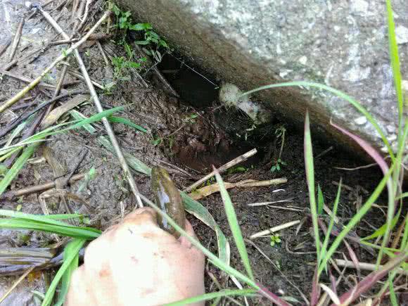 钓黄鳝技巧2.0,钓黄鳝技巧钩子是朝下还是横放