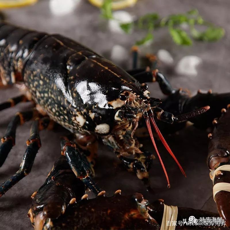 你见过大龙虾吗,你见过像铁球一样的鱼吗