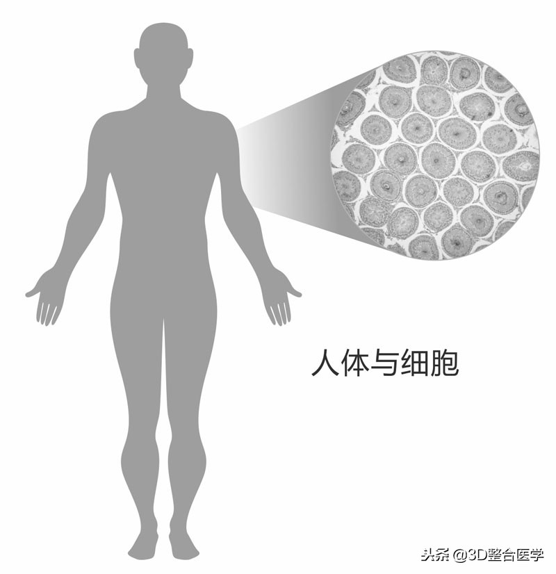 医学科普3d合集,史上最全3d医学动画下载网