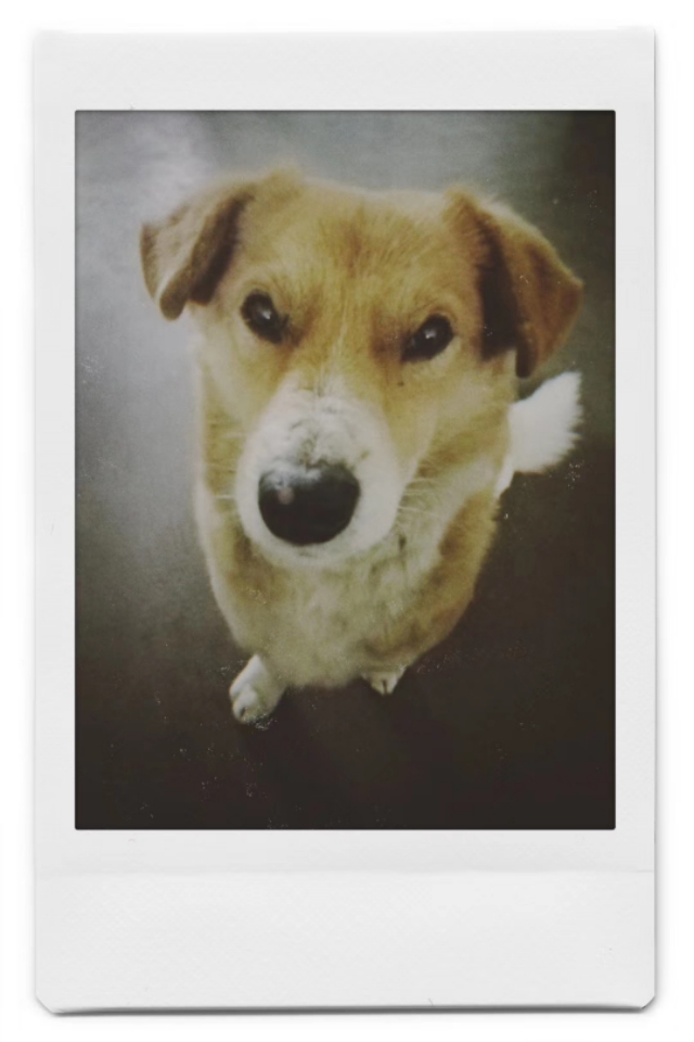 光影斑驳旧照片,斑驳的树影是时光的印记