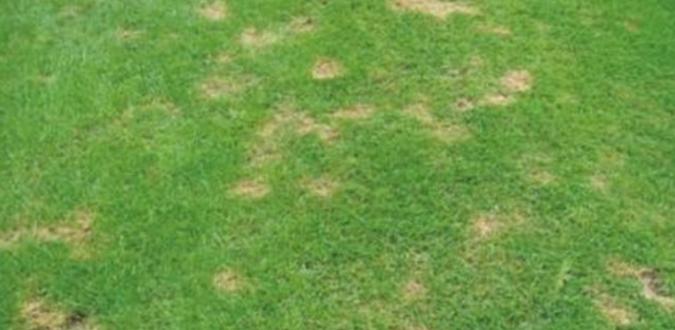 夏季高温天气草坪的种植,高温天气草坪如何修剪