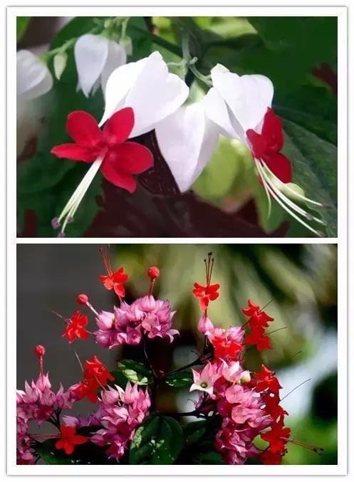 史上最全的花卉介绍，认识超过30种以上绝对是大神