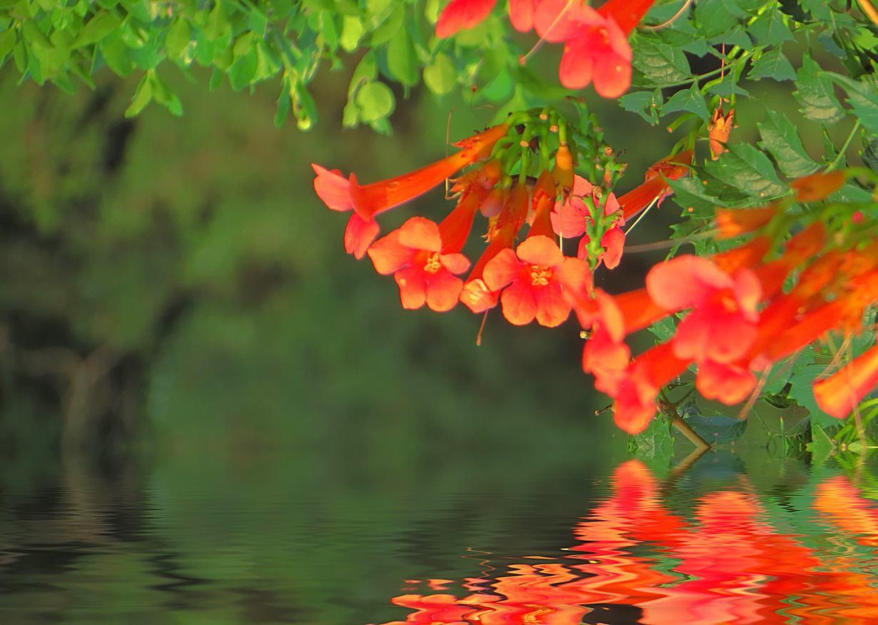 多花些时间养养它吧，花香满屋飘，补水就能开爆
