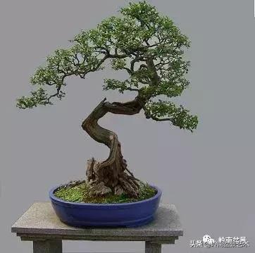 最美的100盆雀梅盆景,雀梅盆景第一年修剪视频